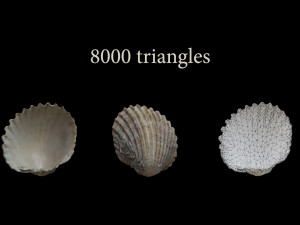 Seashell Collection Bundle 3D Model