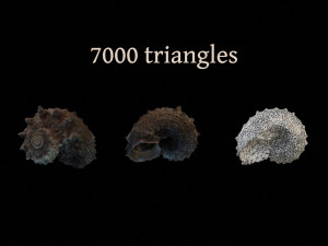 Seashell Collection Bundle 3D Model