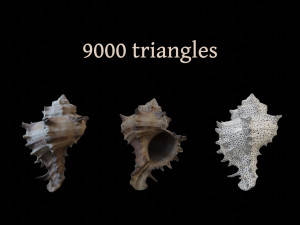 Seashell Collection Bundle 3D Model