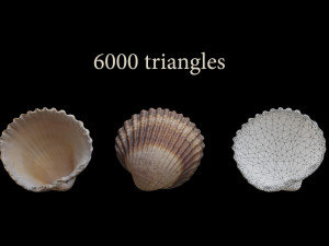 Seashell Collection Bundle 3D Model