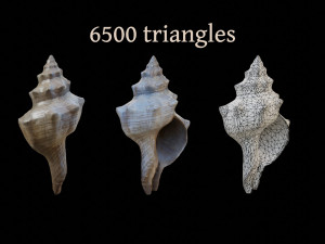 Seashell Collection Bundle 3D Model