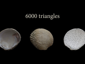 Seashell Collection Bundle 3D Model