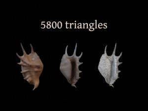 Seashell Collection Bundle 3D Model