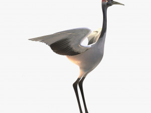 Crane 3D Model