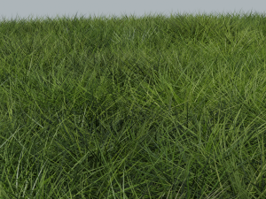 Grass 3D-Modell