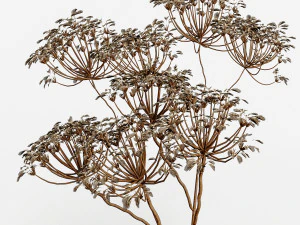 Mazzi Nocciola 01 Modello 3D