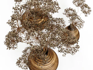 Mazzi Nocciola 01 Modello 3D