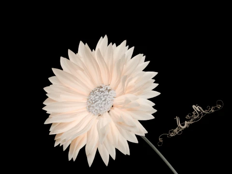 Blooming flowers 3D Model