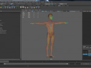 Erkek Taban Te&ccedil;hizatı 3D Model