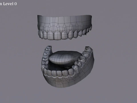 女性基础钻机 3D 模型
