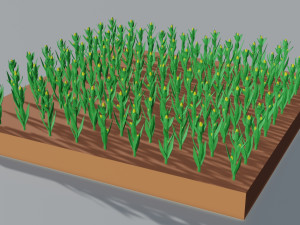 Corn field isometric 3D Models
