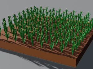 Corn field isometric 3D Model