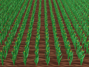 Corn field isometric Modelo 3D