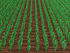 Corn field isometric 3D Model