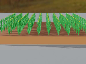 Corn field isometric 3D Model