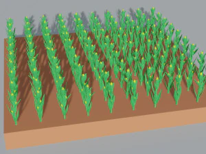 Corn field isometric 3D Model