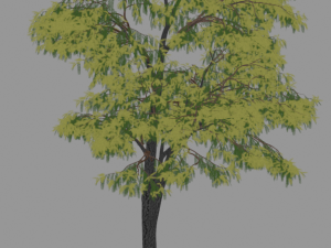 6 Trees 3D 모델