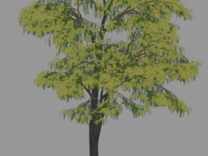 6 棵树 3D 模型