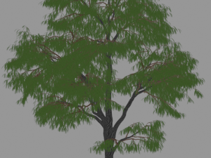 6 Trees 3D 모델