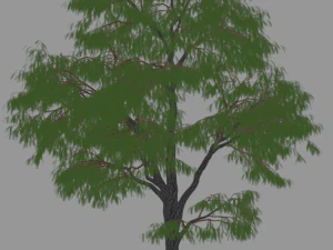 6 棵树 3D 模型