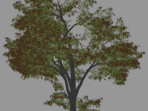 6 Trees 3D 모델