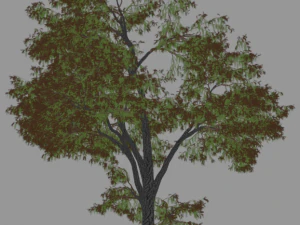 6 棵树 3D 模型