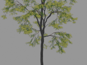 6 Trees 3D 모델