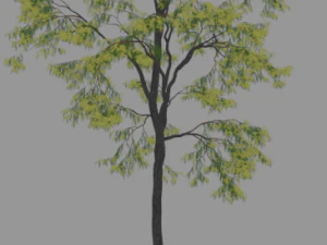 6 棵树 3D 模型