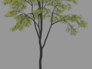 6 Trees 3D 모델