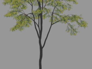 6 棵树 3D 模型