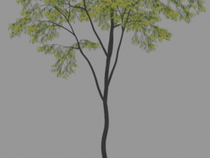 6 Trees 3D 모델