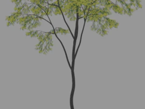 6 棵树 3D 模型