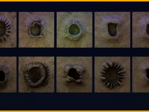 50 Creature Horns IMM 10 Horn Sockets VDM 3D 모델