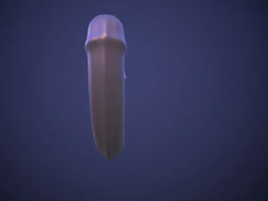 Penis AC12-03 STL OBJ 3D Model