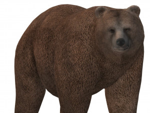 Fat Brown Bear Ready to Print 3D प्रिंट मॉडल