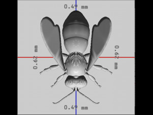 Hornet Bee Ready to Print 3D-Druckmodell