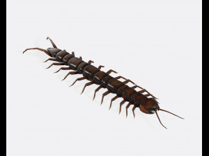 Centipede Ready to Print Modelo de impresión 3D