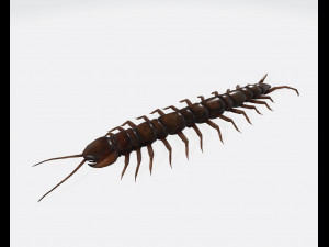 Centipede Ready to Print Modello di stampa 3D