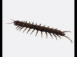 Centipede Ready to Print Modello di stampa 3D