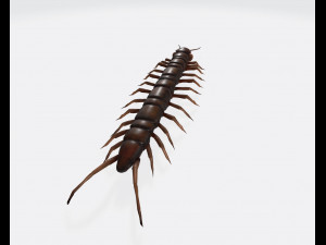Centipede Ready to Print Modello di stampa 3D