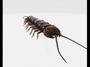 Centipede Ready to Print Modello di stampa 3D