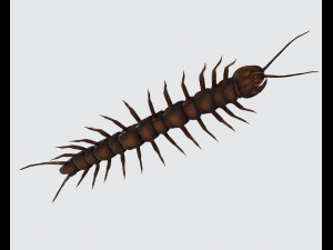 Centipede Ready to Print Modello di stampa 3D