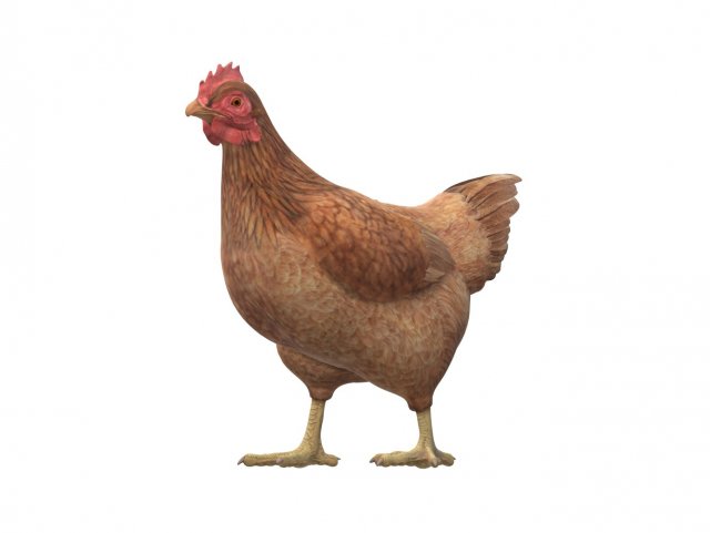 Chicken Ready to Print Modello di stampa 3D .c4d .max .obj .3ds .fbx .stl .blend 