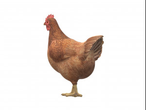 Chicken Ready to Print Modello di stampa 3D