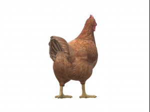 Chicken Ready to Print Modello di stampa 3D