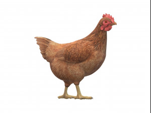 Chicken Ready to Print Modello di stampa 3D