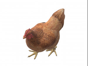 Chicken Ready to Print Modello di stampa 3D