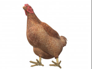 Chicken Ready to Print Modello di stampa 3D