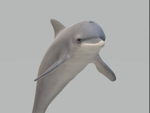 Dolphin Sculptures Ready to Print 3Dプリントモデル
