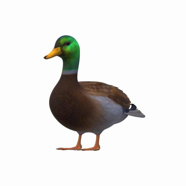 Duck Animal Ready to Print Model do druku 3D .c4d .max .obj .3ds .fbx .stl .blend 